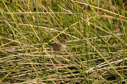 Slender-billed Finch (Xenospingus concolor), photo 10