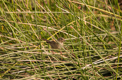 Xenospingus concolor