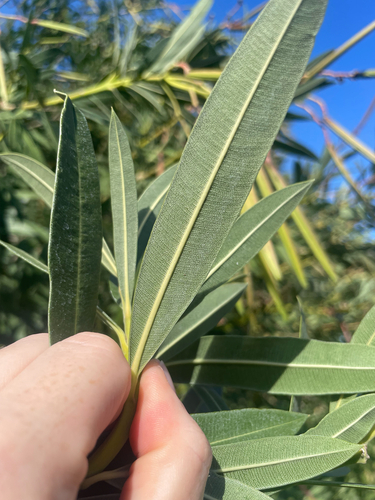 oleander