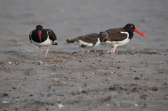 Haematopus palliatus