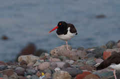 Haematopus palliatus
