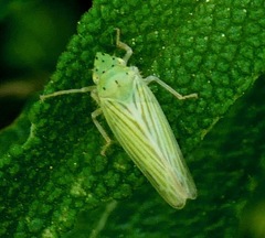 Pagaronia tredecimpunctata