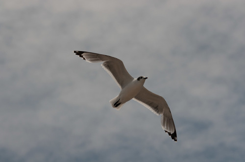 Gaviota pipizcán (Larus pipixcan)