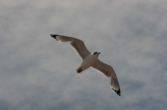 Leucophaeus pipixcan