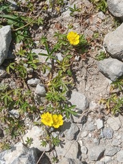 Potentilla incana, photograph (c) Oleksii Vasyliuk, some rights reserved (CC BY)