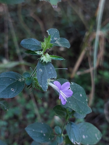 Barleria spinulosa