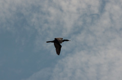 Nannopterum brasilianum