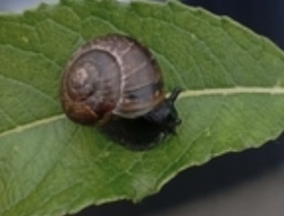 Copse Snail
