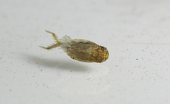 Xestocephalini