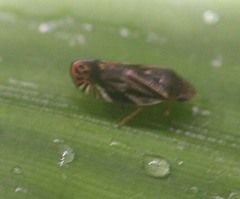 Thoodzata princeps