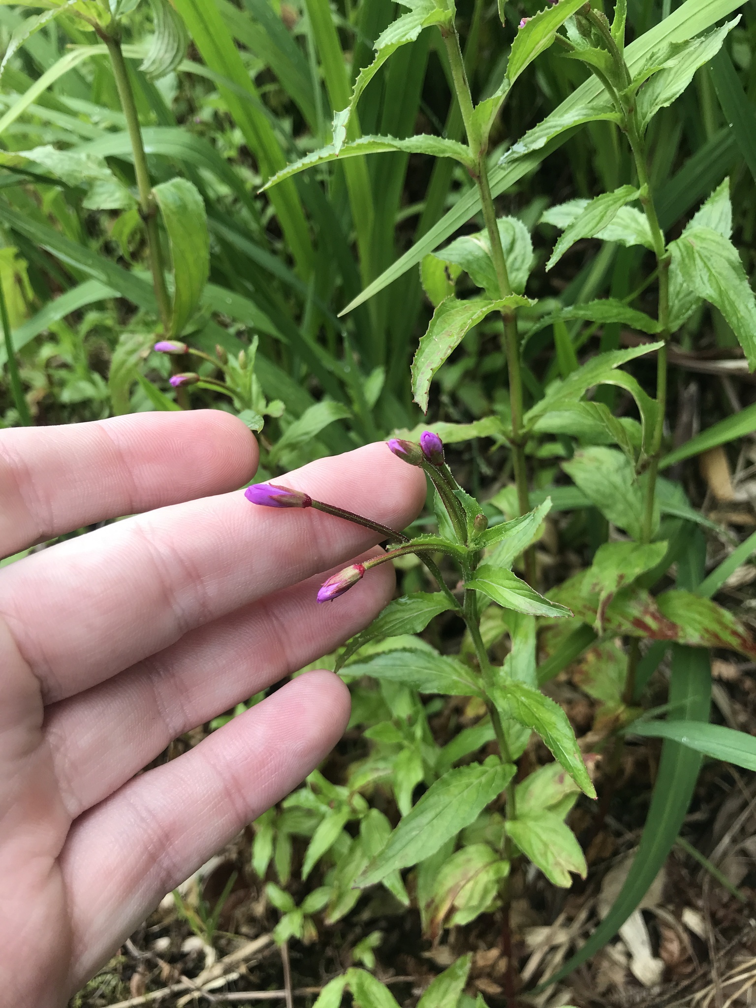 Epilobium brevifolium (Epilobium brevifolium)