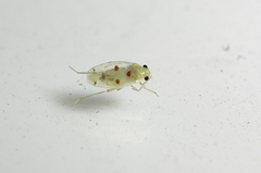 Platyscytus binotatus