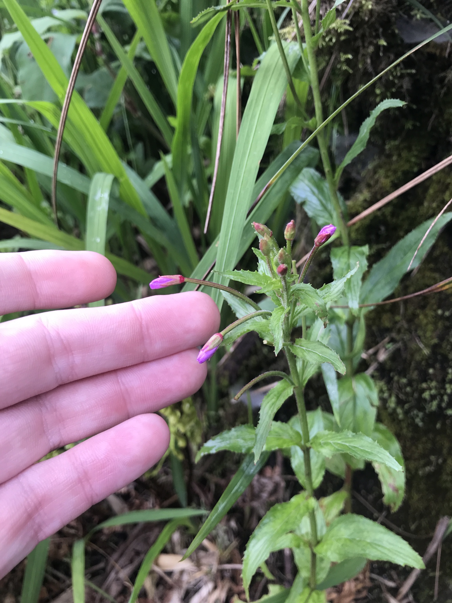 Epilobium brevifolium — ảnh 2
