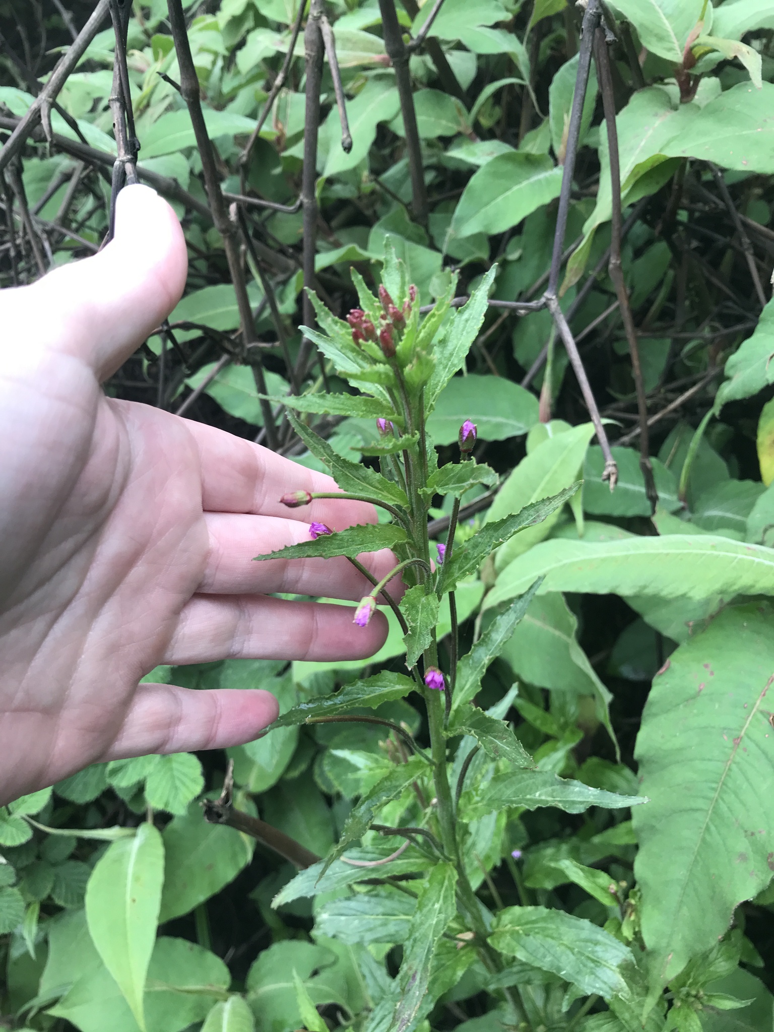 Epilobium brevifolium — ảnh 3