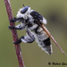 Florida Bee-Killer - Photo (c) Robert Epstein, some rights reserved (CC BY-NC), uploaded by Robert Epstein