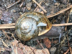 Helminthoglypta cypreophila