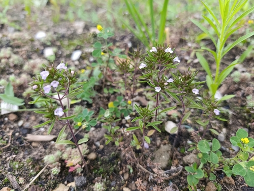 Наблюдение на iNaturalist
