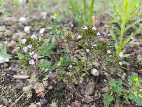 Satureja hortensis, photograph 1