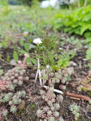 Satureja hortensis, photograph (c) Мирослав Соболев, some rights reserved (CC BY)
