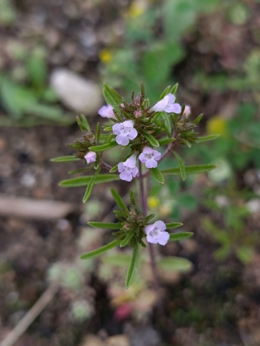 Satureja hortensis, photograph 3