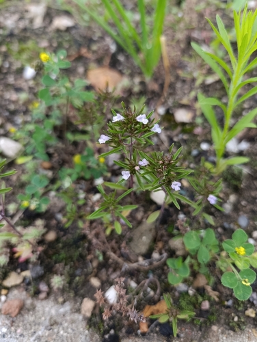 Satureja hortensis, photograph 4