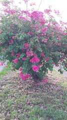 Bougainvillea
