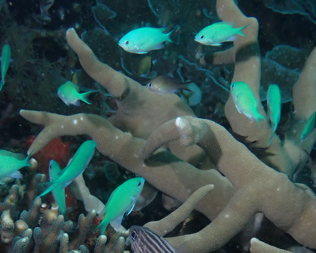 Blue-green damselfish