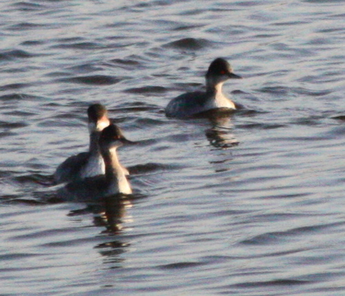 Podiceps nigricollis