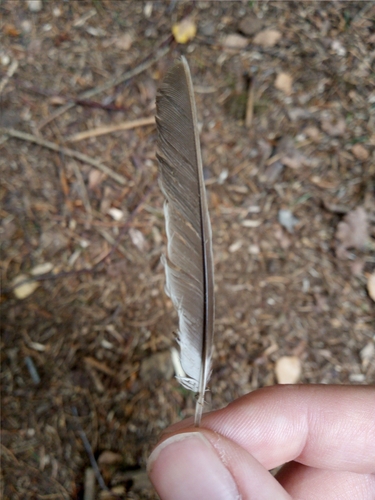 Plume de Sittelle torchepot