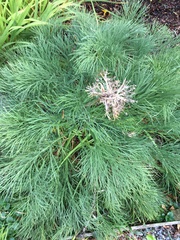 Aciphylla dieffenbachii