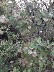 Olearia angulata