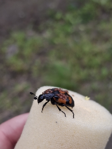 Lesser Vespillo Burying Beetle