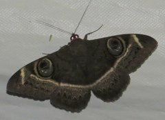 Cyligramma latona