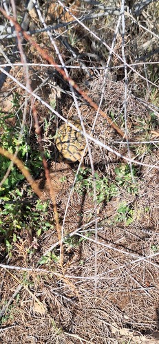 Greek Tortoise