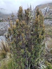 Miconia salicifolia