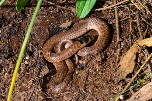 Spectacled Hooded Snake