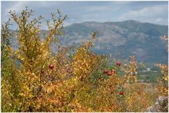 Punica granatum