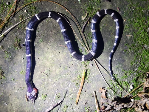 Yunnan Wolf Snake