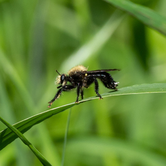 Laphria flavicollis