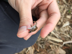 Scincella formosensis