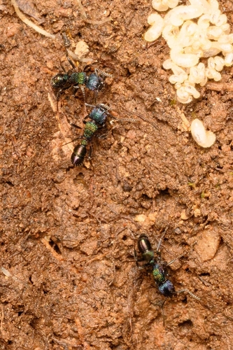 Green-head Ant