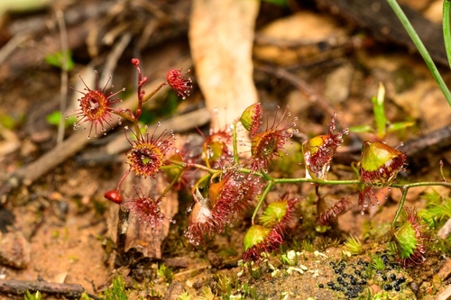 Climbing Sundew