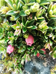 Disterigma empetrifolium