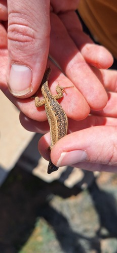 Olivier's Sand Lizard