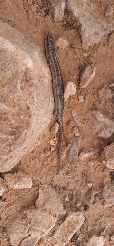 Ocellated Bronze Skink