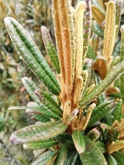 Miconia salicifolia
