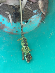 Diploderma polygonatum