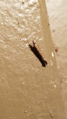 Plutellidae