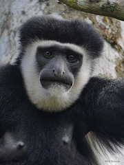 Colobus caudatus