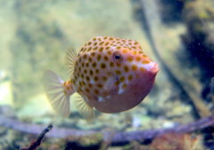 Anoplocapros inermis